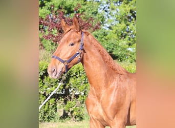 Hanovrien, Étalon, 1 Année, 173 cm, Alezan