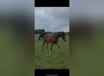 Hanovrien, Étalon, 1 Année, 173 cm, Bai