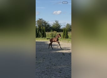 Hanovrien, Étalon, 1 Année, 173 cm, Bai