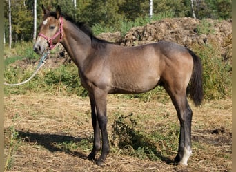 Hanovrien, Étalon, 1 Année, 173 cm, Gris