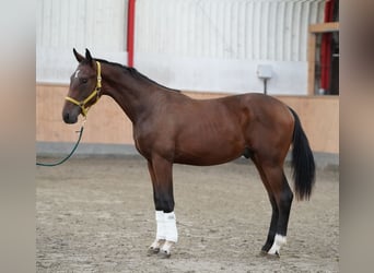 Hanovrien, Étalon, 1 Année, 75 cm, Bai