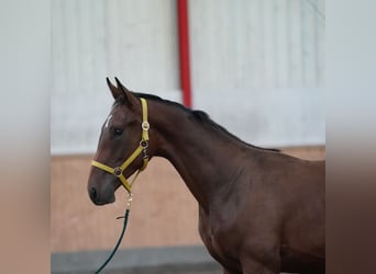 Hanovrien, Étalon, 1 Année, 75 cm, Bai