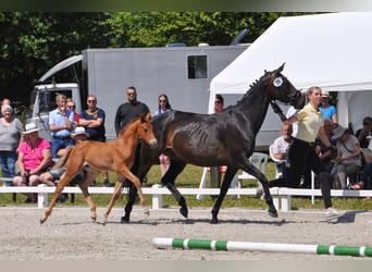 Hanovrien, Étalon, 1 Année, Alezan