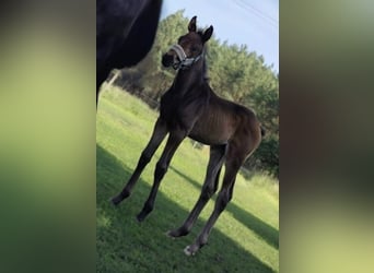 Hanovrien, Étalon, 1 Année, Bai brun foncé