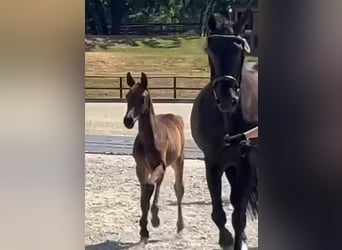 Hanovrien, Étalon, 1 Année, Bai brun foncé