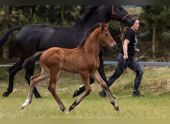 Hanovrien, Étalon, 1 Année, Bai cerise