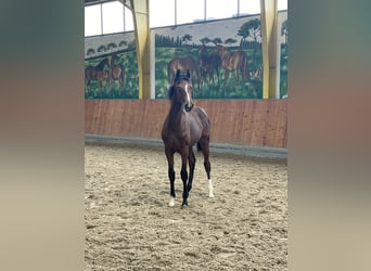 Hanovrien, Étalon, 1 Année, Bai