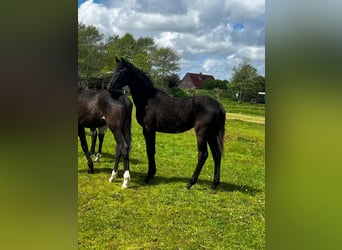 Hanovrien, Étalon, 1 Année, Noir