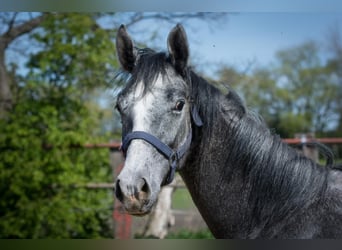 Hanovrien, Étalon, 1 Année, Peut devenir gris