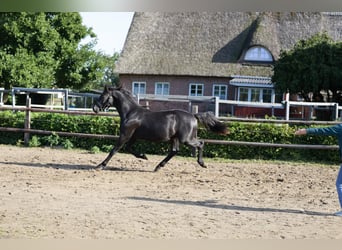 Hanovrien, Étalon, 2 Ans, 155 cm, Noir