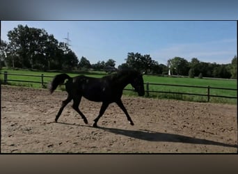 Hanovrien, Étalon, 2 Ans, 155 cm, Noir