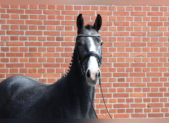 Hanovrien, Étalon, 2 Ans, 156 cm, Gris