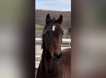 Hanovrien, Étalon, 2 Ans, 159 cm, Bai brun