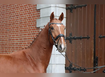 Hanovrien, Étalon, 2 Ans, 160 cm, Alezan