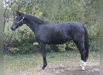 Hanovrien, Étalon, 2 Ans, 160 cm, Bai brun