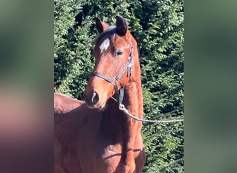 Hanovrien, Étalon, 2 Ans, 162 cm, Bai