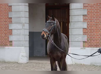 Hanovrien, Étalon, 2 Ans, 164 cm, Bai brun foncé