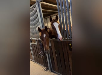 Hanovrien, Étalon, 2 Ans, 165 cm, Alezan