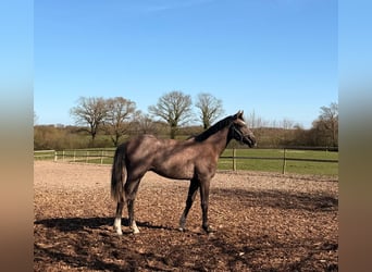Hanovrien, Étalon, 2 Ans, 165 cm, Aubère