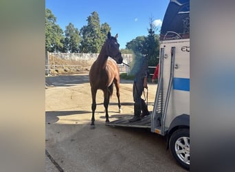 Hanovrien, Étalon, 2 Ans, 165 cm, Bai