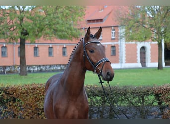 Hanovrien, Étalon, 2 Ans, 165 cm, Bai