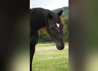 Hanovrien, Étalon, 2 Ans, 165 cm, Noir