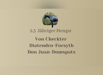 Hanovrien, Étalon, 2 Ans, 165 cm, Peut devenir gris