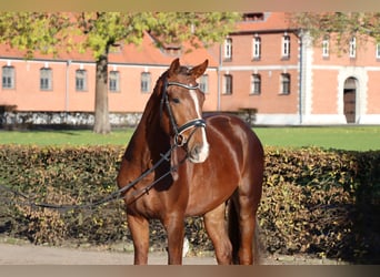Hanovrien, Étalon, 2 Ans, 166 cm, Alezan
