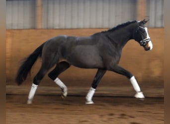 Hanovrien, Étalon, 2 Ans, 166 cm, Bai brun foncé