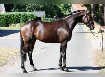 Hanovrien, Étalon, 2 Ans, 166 cm, Bai