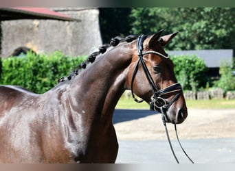 Hanovrien, Étalon, 2 Ans, 166 cm, Bai