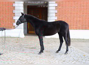 Hanovrien, Étalon, 2 Ans, 166 cm, Noir