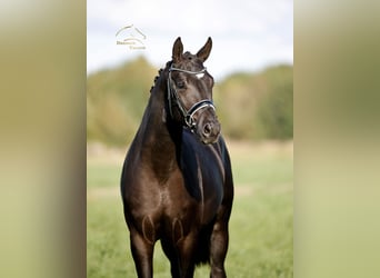 Hanovrien, Étalon, 2 Ans, 167 cm, Noir