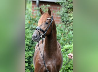 Hanovrien, Étalon, 2 Ans, 168 cm, Alezan brûlé