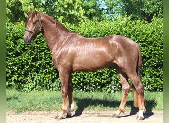 Hanovrien, Étalon, 2 Ans, 168 cm, Alezan brûlé