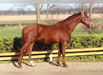 Hanovrien, Étalon, 2 Ans, 168 cm, Alezan