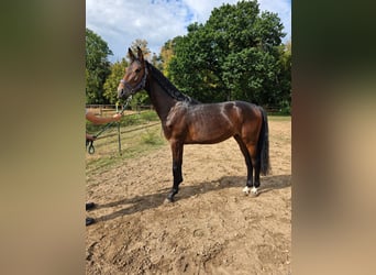 Hanovrien, Étalon, 2 Ans, 168 cm, Bai brun