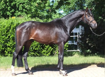 Hanovrien, Étalon, 2 Ans, 168 cm, Bai brun