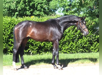 Hanovrien, Étalon, 2 Ans, 168 cm, Bai brun
