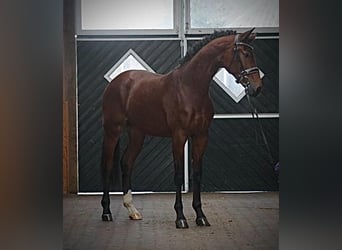 Hanovrien, Étalon, 2 Ans, 168 cm, Bai
