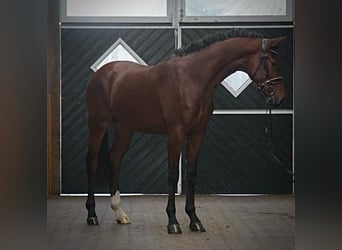 Hanovrien, Étalon, 2 Ans, 168 cm, Bai