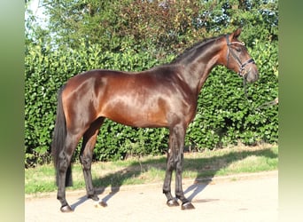Hanovrien, Étalon, 2 Ans, 168 cm, Bai