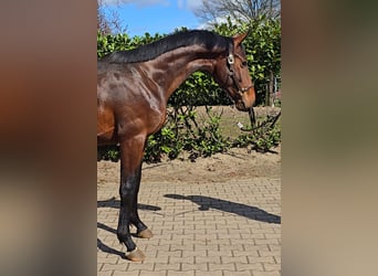 Hanovrien, Étalon, 2 Ans, 168 cm, Bai