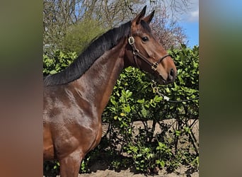 Hanovrien, Étalon, 2 Ans, 168 cm, Bai