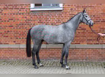Hanovrien, Étalon, 2 Ans, 168 cm, Gris