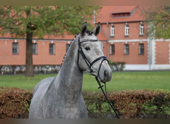 Hanovrien, Étalon, 2 Ans, 168 cm, Gris