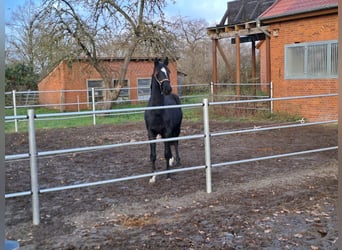 Hanovrien, Étalon, 2 Ans, 168 cm, Noir