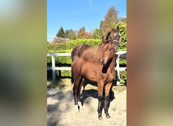 Hanovrien, Étalon, 2 Ans, 170 cm