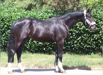 Hanovrien, Étalon, 2 Ans, 170 cm, Noir