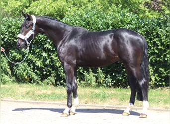 Hanovrien, Étalon, 2 Ans, 170 cm, Noir
